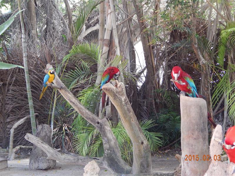 Papagali colorati Republica Dominicana