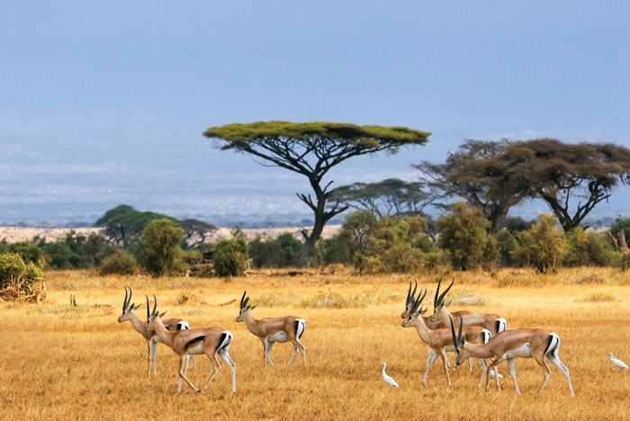 Safari kenya