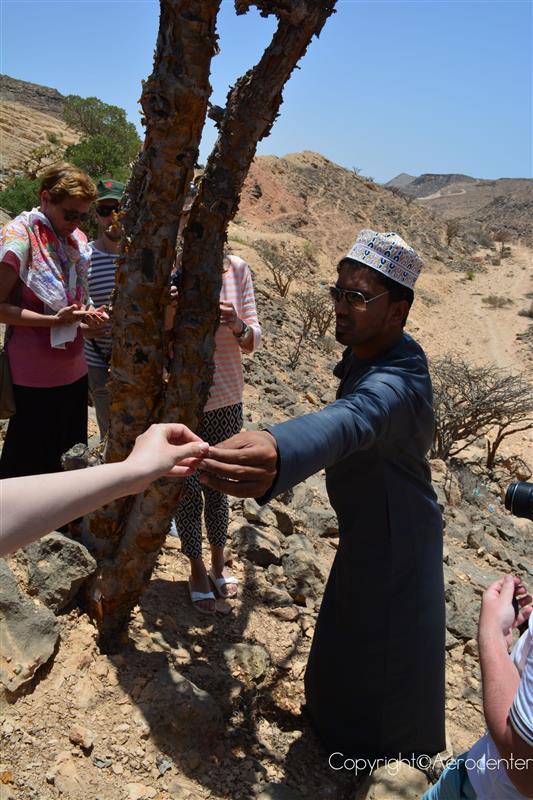 Arbore de tamaie Oman