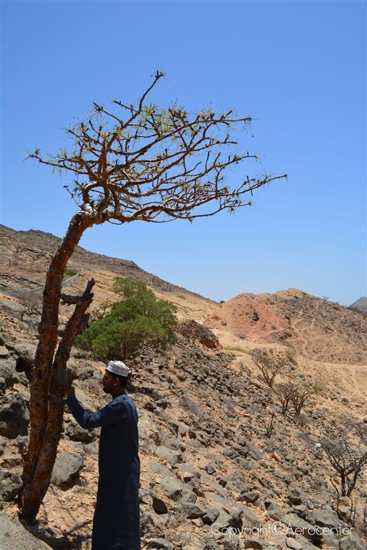 Arbotele de tamaie Oman