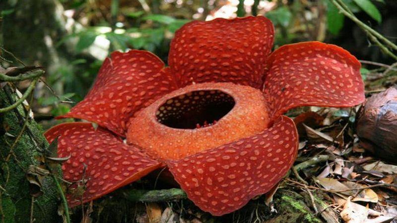 Cea mai mare floare din lume Malaezia