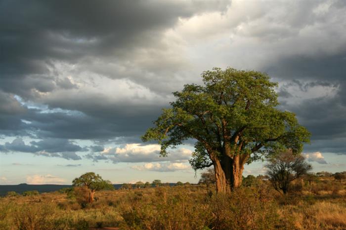 Copac Baobab