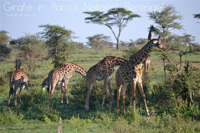 Girafe Serengeti