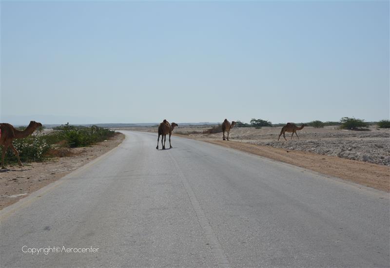 Mirbat Oman Camile trecand strada