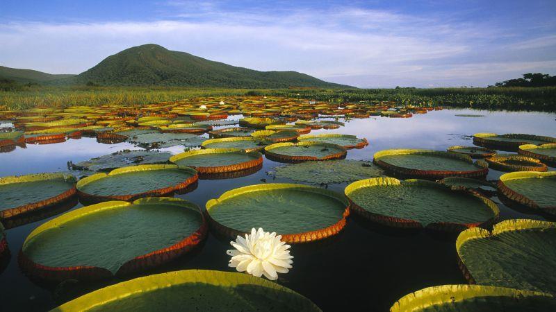 Pantanal Brazilia