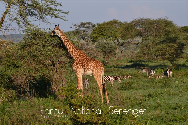 Parcul National Serengeti