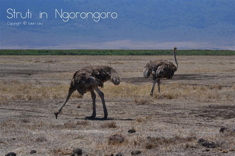 Struti Ngorongoro