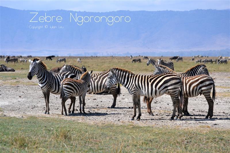 Zebre Ngorongoro